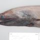 Illustration for article titled Our first glimpse of ocean life at the bottom of an unexplored trench